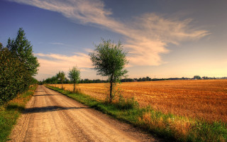 Dirt road tree field blue - a field in the background free wallpaper