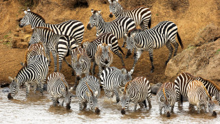 Zebras water rockycliff outdoors wildlife - rocky free wallpaper