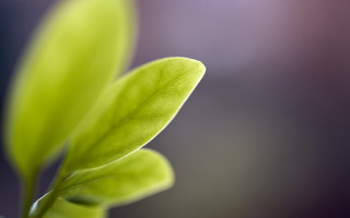 Green leaf macro shallow depth 4 - blurry background free wallpaper