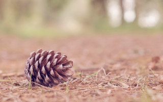 Pine cone woods grass trees - a pine cone free wallpaper