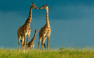 Giraffes grassy field sky wildlife - two giraffe free wallpaper
