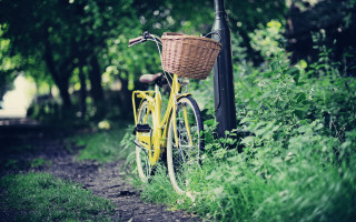 Yellow bicycle forest ecological art - a basket free wallpaper