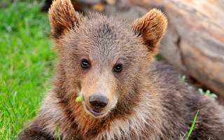 Brown bear grass log nature - free animals wallpaper