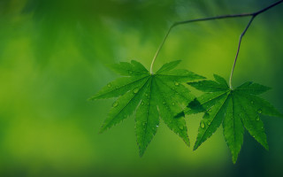 Green leaf water droplets rain - a green leaf free wallpaper for desktop