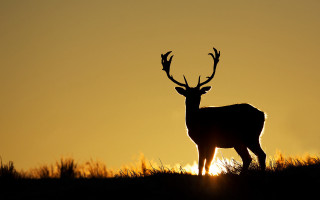 Deer sunset backlit ants spread - a deer free wallpaper