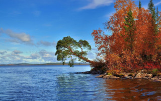 Tree water shore rocks autumn - alexander johnston free wallpaper