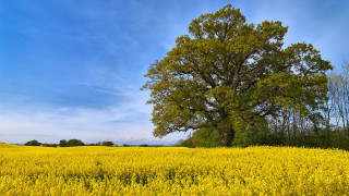 Large tree yellow flowers blue 2 - under a blue sky free wallpaper