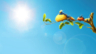 Birds branch leaves blue sky 2 - sun free wallpaper