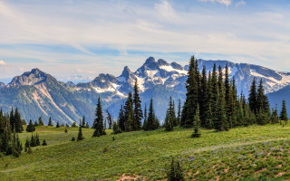 Grassy field trees mountains blue - tree and mountains free wallpaper