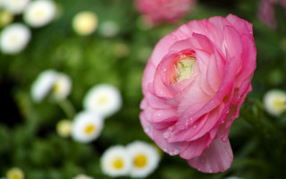 Pink flower water droplets bokeh - petal free wallpaper