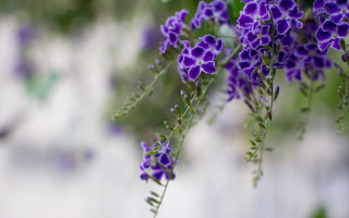 Purple flowers hanging branch garden - blurry background free wallpaper