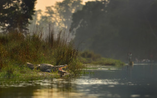 Alligator fishing boat water nature - bikash bhattacharjee free wallpaper
