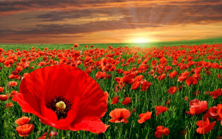 Red flower field sunset clouds - red flower free wallpaper for desktop