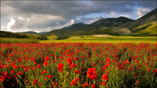 Red flower mountains sky field - a green field free wallpaper for desktop