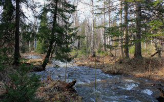 River forest pine trees nature - tree and grass free wallpaper for desktop