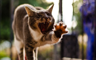 Cat yawning attack macro sharp - its hind leg free wallpaper