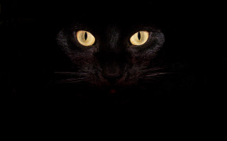 Black cat yellow eyes gothic 18 - the camera in the dark free wallpaper