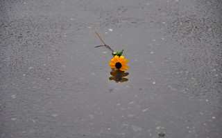 Yellow flower puddle branch ecological - anne geddes free wallpaper