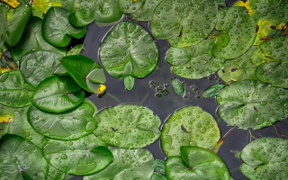 Pond leaves water lilies yellow - a pond free wallpaper for desktop
