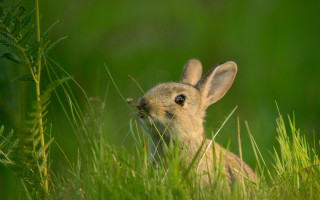Rabbit grass surprised beatrixpotter macro - a rabbit free wallpaper for desktop