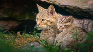 Two cats grass rock wall - one cat free wallpaper