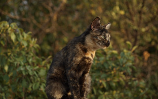 Curious cat on rock nature - maya free wallpaper