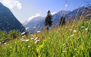 Wildflowers daisies mountainside blue sky - free mountains wallpaper