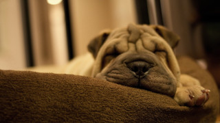 Dog sleeping brown blanket room - a window in the background free wallpaper
