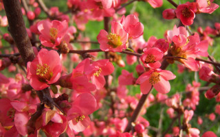Tree pink flowers bokeh macro - a close up of a tree free wallpaper