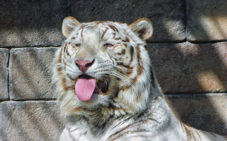 White tiger tongue out rock - a rock wall free wallpaper