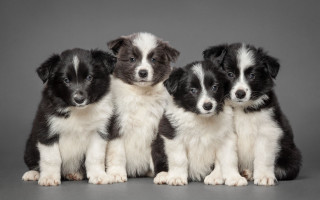 Three puppies gray background white - professional photo free wallpaper