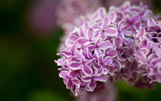 Purple flower closeup macro blurry 2 - a purple flower free wallpaper