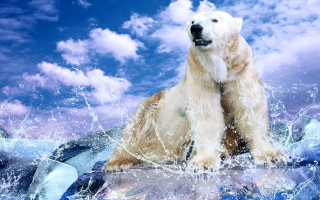 Polar bear rock water blue - polar free wallpaper