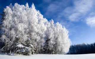 Snow forest blue sky cherry - a few tree free wallpaper