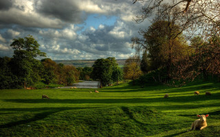 Sheep field lake clouds nature - a sheep free wallpaper