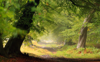 Forest path light ray sunset - forest free wallpaper for desktop