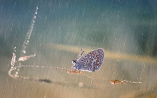 Blue butterfly rain water drops - drop of water free wallpaper