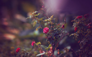 Bush redflowers purplebackground shallowdepth tiltshift - a purple background behind free wallpaper