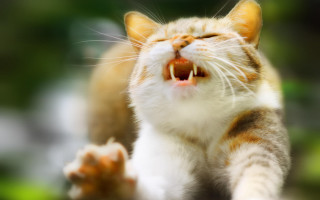 Cat open mouth sharp claws 5 - mouth wide open free wallpaper