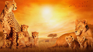 Lion family sunset field wildlife - chris labrooy free wallpaper for desktop