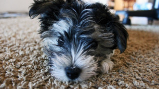 Small dog sitting carpet looking - the camera mans eye free wallpaper