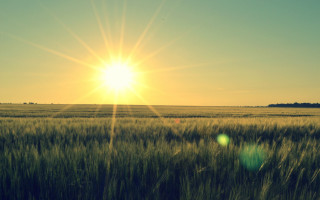Grass sun clouds horizon lensflare - sun free wallpaper