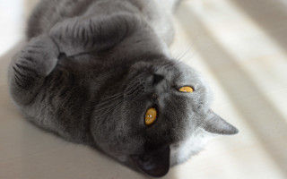 Gray cat laying white surface - a gray cat free wallpaper