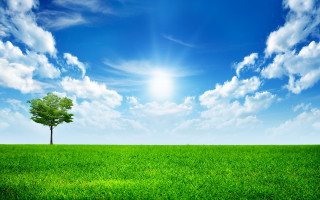 Lone tree green field blue 18 - cloud and sun free wallpaper