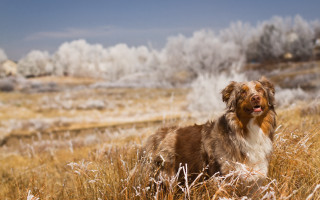 Dog field tallgrass frostedtrees sunset - winter free wallpaper