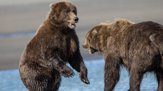 Brown bears playing beach water - their mouth wide open free wallpaper
