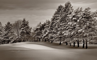 Snowy forest bench blackwhite winter - a cloudy sky in the background free wallpaper