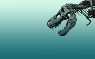 Dinosaur skeleton long neck sharp - large tooth free wallpaper