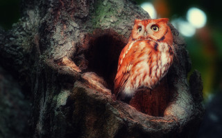 Small owl tree hollow night - a small owl free wallpaper