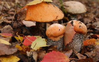 Mushrooms leaves forest autumn ecological - a group of mushrooms free wallpaper